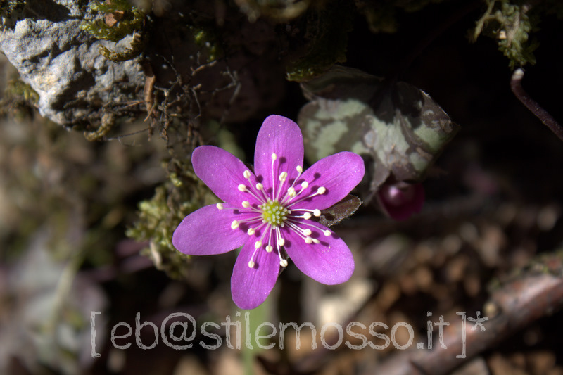 Flowers for climbers