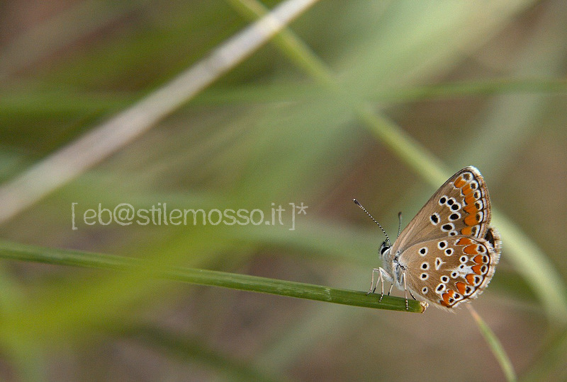 Lycaenidae – Aricia Agestis