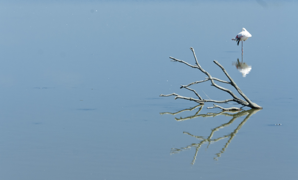 Camargue